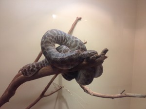 Kings Canyon & Alice Springs-095